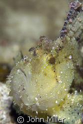 This is a Scorpion Leaf Fish, not easy to photography, al... by John Miller 